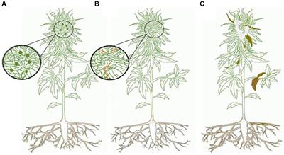 Fungal and mycotoxin contaminants in cannabis and hemp flowers: implications for consumer health and directions for further research